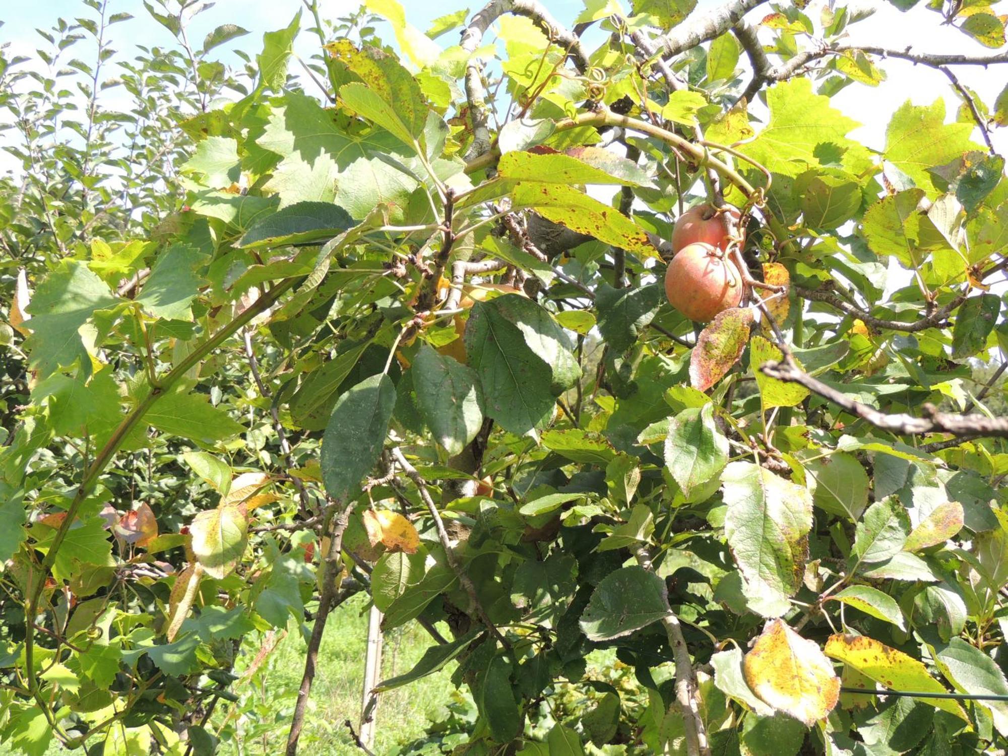 פוז Casa De Campo Pumarada De Oirin מראה חיצוני תמונה